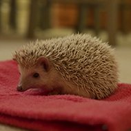 Image: Pygmy Hedgehog